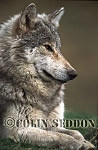 CSeddon73 : European Gray Wolf (Canis lupus), captive in Scotland, UK