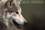 CSeddon74 : European Gray Wolf (Canis lupus), captive in Scotland, UK