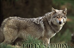 CSeddon76 : European Gray Wolf (Canis lupus), captive in Scotland, UK