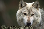 CSeddon77 : European Gray Wolf (Canis lupus), captive in Scotland, UK