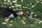 CSeddon0088 : Puffin feeding Chick (Fratercular arctica), Farne Island, England, UK