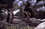 CSeddon0128 : Shag Chicks (Phalacrocorax aristotelis), Northumberland, England