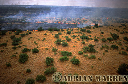 Bush fire, aerialafrica10.jpg 
320 x 211 compressed image 
(71,658 bytes)
