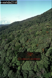Rainforest, aerialEuro19.jpg 
222 x 330 compressed image 
(78,601 bytes)
