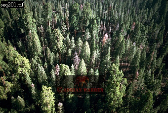 Sequoia forest, aerialUSA17.jpg 
340 x 228 compressed image 
(106,448 bytes)