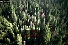 Equoia Forest, Preview of: 
aerialUSA17.jpg 
340 x 228 compressed image 
(106,448 bytes)