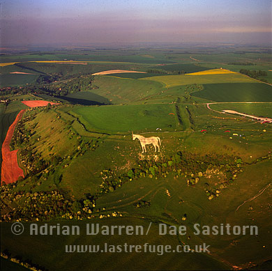 Aerial image of Westbury White horse (or Bratton White Horse) and Bratton Camp Hillfort, Wiltshire