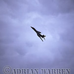 AW_airshow084