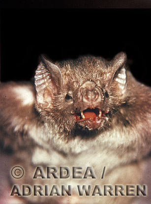 Bat, bats09.jpg 
320 x 217 compressed image 
(89,056 bytes)
