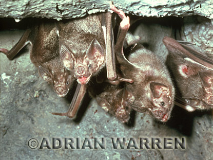 Vampire BAT (Desmodus rotundus) roosting, bats13.jpg 
320 x 213 compressed image 
(72,815 bytes)