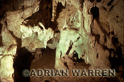 Vampire BAT (Desmodus rotundus) cave, bats16.jpg 
320 x 221 compressed image 
(58,338 bytes)