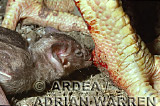 Vampire BAT (Desmodus rotundus) feeding, Preview of: 
bats01.jpg 
224 x 320 compressed image 
(62,953 bytes)