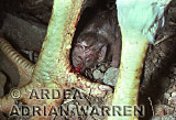 Vampire BAT (Desmodus rotundus) feeding, Preview of: 
bats02.jpg 
275 x 204 compressed image 
(25,527 bytes)