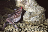 Vampire BAT (Desmodus rotundus) feeding, Preview of: 
bats03.jpg 
275 x 229 compressed image 
(65,632 bytes)