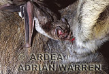 Vampire BAT (Desmodus rotundus) feeding, Preview of: 
bats04.jpg 
320 x 214 compressed image 
(79,346 bytes)