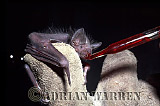 Vampire BAT (Desmodus rotundus) feeding, Preview of: 
bats05.jpg 
320 x 239 compressed image 
(66,647 bytes)
