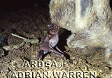 Vampire BAT (Desmodus rotundus) feeding, Preview of: 
bats06.jpg 
320 x 234 compressed image 
(65,521 bytes)