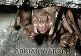 Vampire BAT (Desmodus rotundus) roosting, Preview of: 
bats11.jpg 
320 x 218 compressed image 
(64,262 bytes)