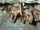 Vampire BAT (Desmodus rotundus) roosting, Preview of: 
bats13.jpg 
320 x 213 compressed image 
(72,815 bytes)