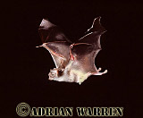 Vampire BAT (Desmodus rotundus) in flight, Preview of: 
bats15.jpg 
315 x 216 compressed image 
(54,302 bytes)