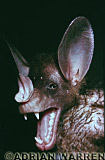 False Vampire, Vampyrum spectrum, Preview of: 
bats18.jpg 
219 x 320 compressed image 
(51,414 bytes)