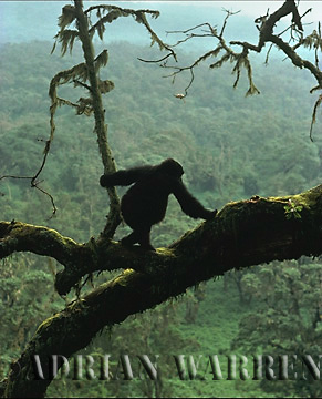 Mountain Gorilla (Gorilla g. beringei), Virunga Volcanoes, Rwanda, 1990