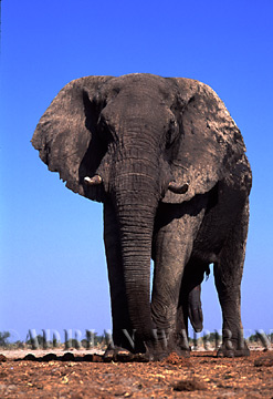 African Elephant (Loxodonta africana), Etosha National Park, Namibia, 1998