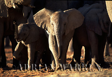 African Elephant (Loxodonta africana), Etosha National Park, Namibia, 1998 