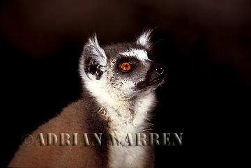 Ring-tailed Lemur (Lemur catta), Southern Madagascar 