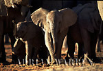 African Elephant (Loxodonta africana), baby elephants,  Etosha National Park, Namibia