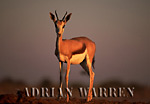 SPRINGBOK (Antidorcas marsupialis), Etosha National Park, Namibia 