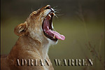 Lioness yawning (Panthera leo), Akagera National Park, Rwanda