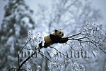 Giant Panda juvenile (Ailuropoda melanoleuca), Qinling Mts., Shaanxi, China