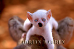Ring-tailed Lemur (Lemur catta) ; all white baby male (albino) "SAPPHIRE", Southern Madagascar 
