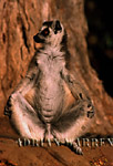 Ring-tailed Lemur (Lemur catta); sunbathing, Southern Madagascar 