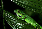 Common IGUANA (Iguana iguana): Juvenile, Costa Rica 