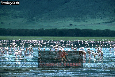 birdAfrica05.jpg 
375 x 253 compressed image 
(102,089 bytes)