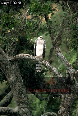 birdAfrica10.jpg 
251 x 375 compressed image 
(113,165 bytes)