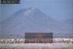 Greater Flamingo Nesting Colony, Lake Natron, Preview of: 
birdAfrica31.jpg 
330 x 221 compressed image 
(63,396 bytes)