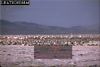 Greater Flamingo Nesting Colony, Lake Natron, Preview of: 
birdAfrica33.jpg 
330 x 225 compressed image 
(64,471 bytes)