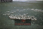 Greater Flamingo Nesting Colony, Lake Natron, Preview of: 
birdAfrica34.jpg 
330 x 222 compressed image 
(78,586 bytes)