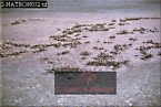 Greater Flamingo Nesting Colony, Lake Natron, Preview of: 
birdAfrica35.jpg 
330 x 221 compressed image 
(88,455 bytes)