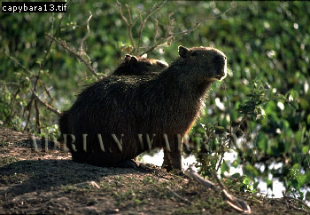 Capybara, Hydrochoerus hydrochaeris, capybara06.jpg 
350 x 242 compressed image 
(93,178 bytes)