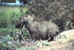 Capybara, Hydrochoerus hydrochaeris, Preview of: 
capybara07.jpg 
350 x 235 compressed image 
(94,055 bytes)