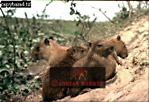 Capybara, Hydrochoerus hydrochaeris, Preview of: 
capybara09.jpg 
320 x 221 compressed image 
(74,755 bytes)