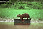 Capybara, Hydrochoerus hydrochaeris, Preview of: 
capybara10.jpg 
320 x 214 compressed image 
(72,652 bytes)
