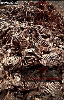 carcass107.jpg 
226 x 350 compressed image 
(118,254 bytes)
