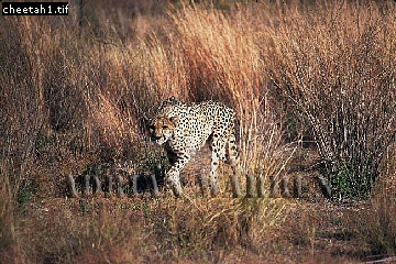 Cheetah, Acinonyx jubatus, cheetah01.jpg 
360 x 240 compressed image 
(115,990 bytes)