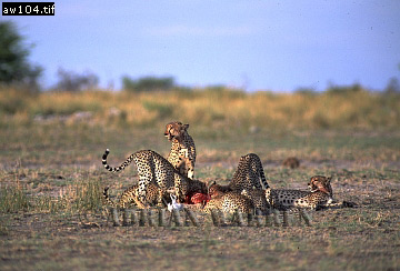 Cheetah, Acinonyx jubatus, cheetah05.jpg 
360 x 244 compressed image 
(78,113 bytes)