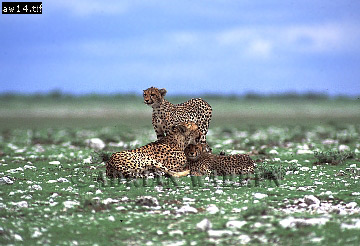 Cheetah, Acinonyx jubatus, cheetah07.jpg 
360 x 246 compressed image 
(82,671 bytes)